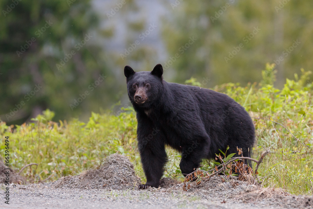 Black bear Black bear