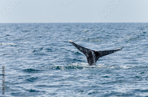 Grey Whale tail at open sea