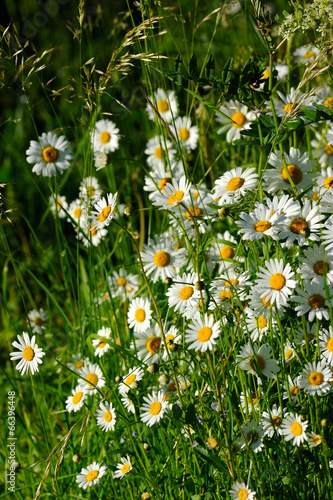 Oxeye daisy