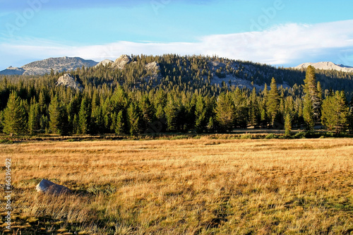 meadow at Yosemite National Park