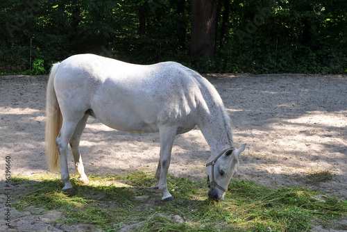 lipican horse photo