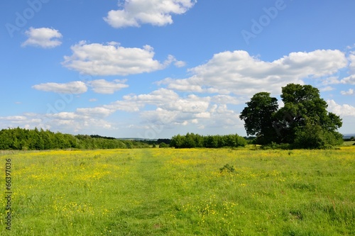 Butter cup meadow