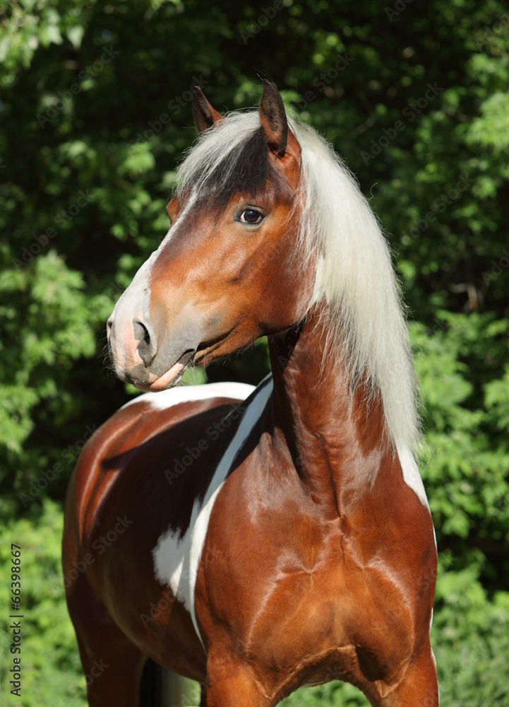 Obraz premium Gorgeous paint horse portrait in evening woods