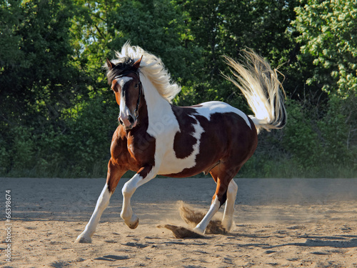 Expressive gypsy horse