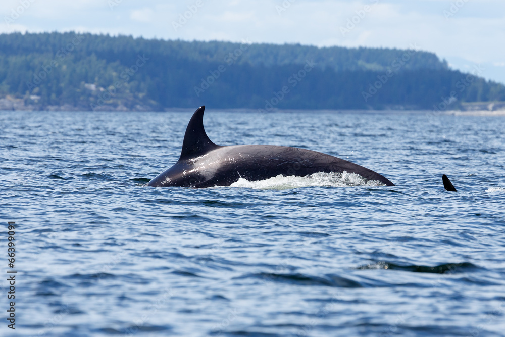 Obraz premium Orca whale or killer whale