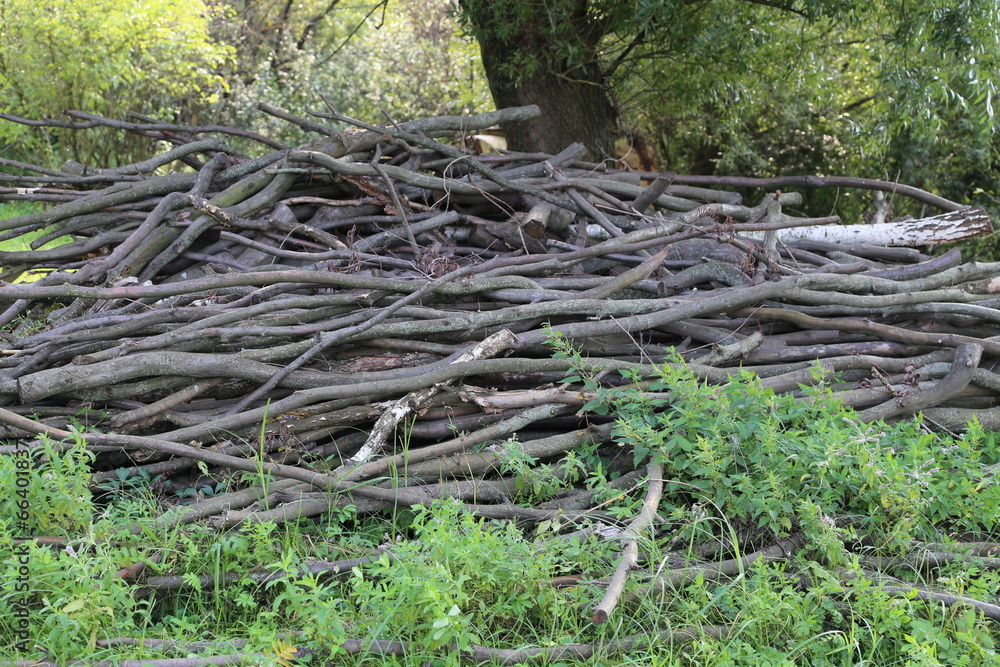 Wood Wood