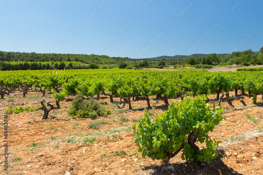 Landscape with vineyards in France