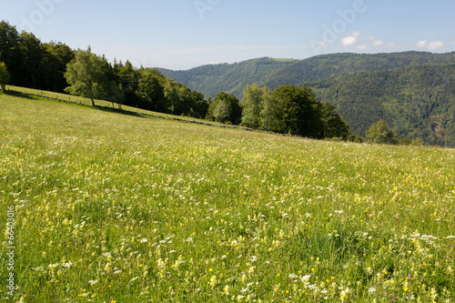 Pré fleuri en montagne