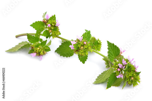 Fotografi Melissa flowers isolated.