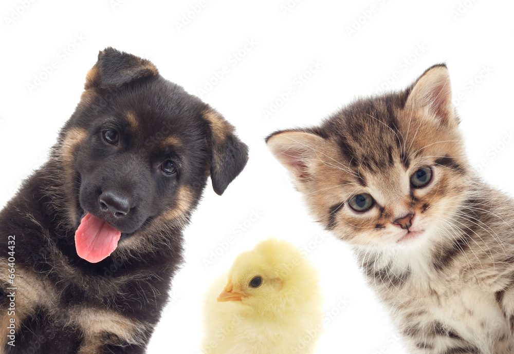 Puppy and kitten and bird