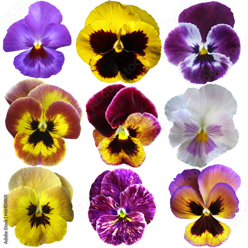 Pansies on White background