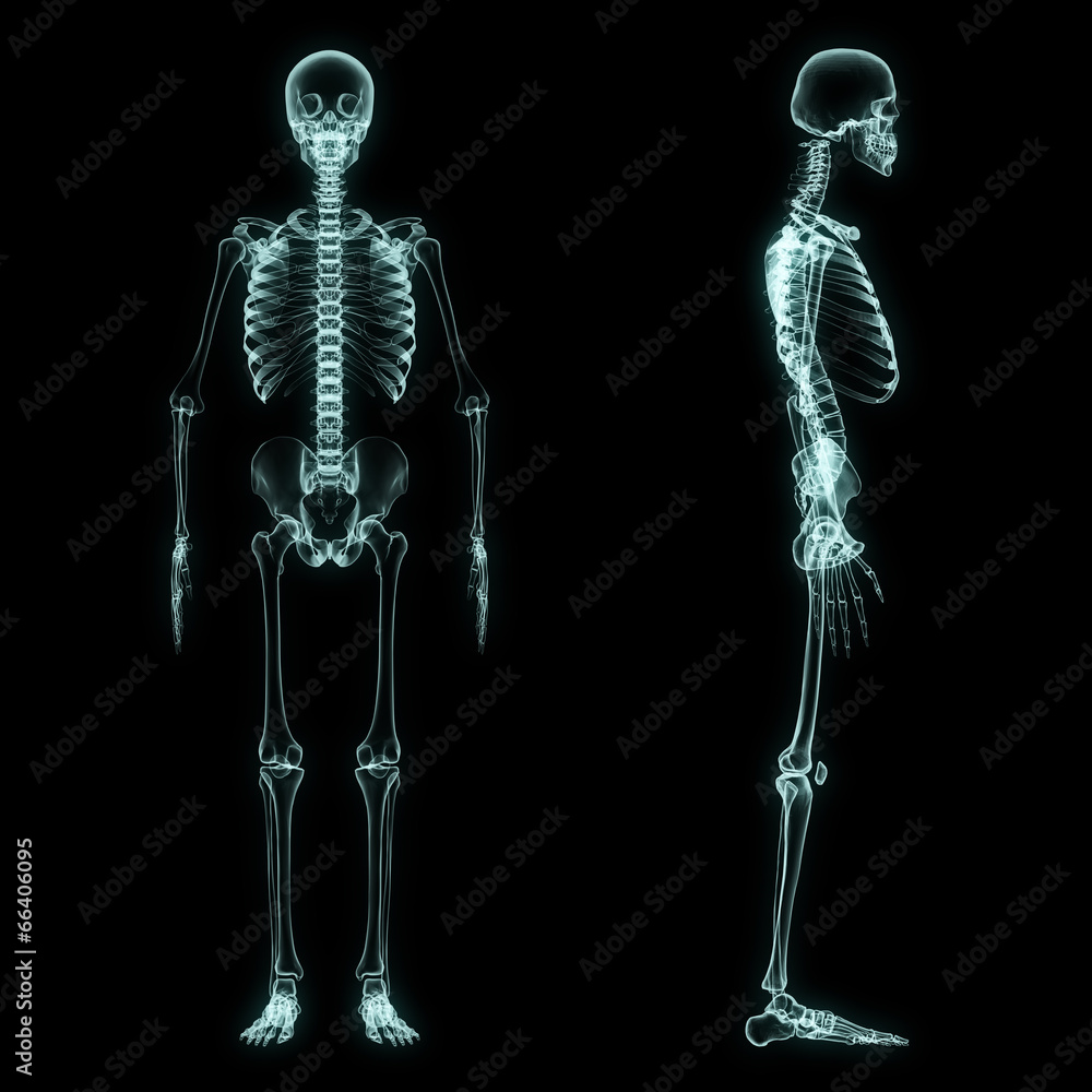 X-ray full body of skeleton X-ray full body of skeleton