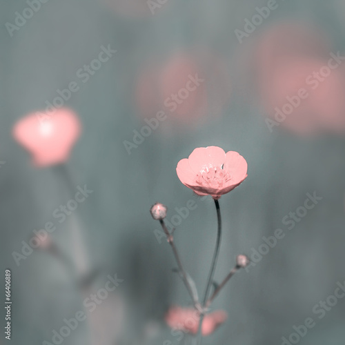 Vintage Flower background, Field of Pale Pink Flowers blurred