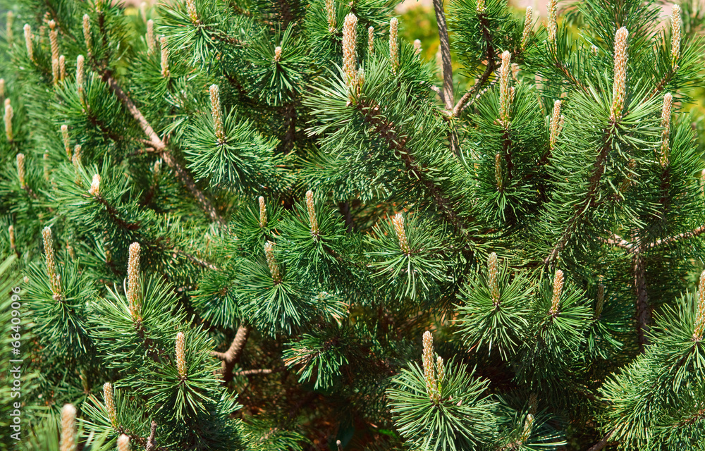 Green pine and cones closeup Green pine and cones closeup