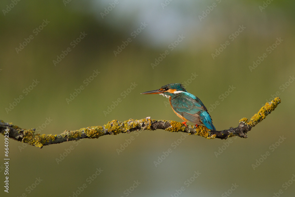 Martin pêcheur oiseau des etangs Martin pêcheur oiseau des etangs