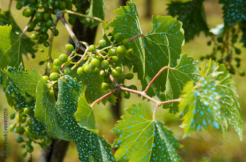 Young grape clusters in spring