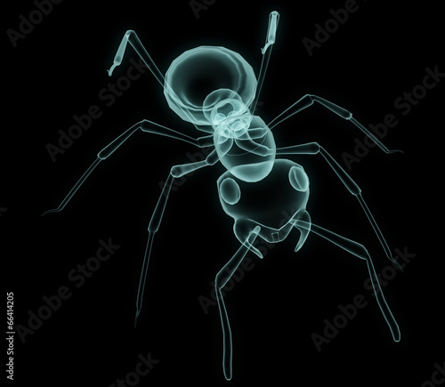X-ray ant body