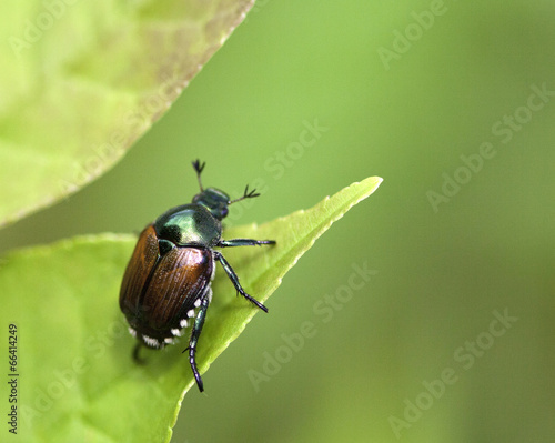 Photographie Beetle