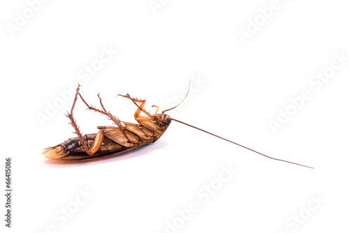 Dead cockroach © nengloveyou
