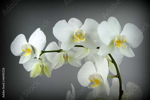 Fototapeta Naklejka Na Ścianę i Meble -  Beautiful white orchid, on Grey background 
