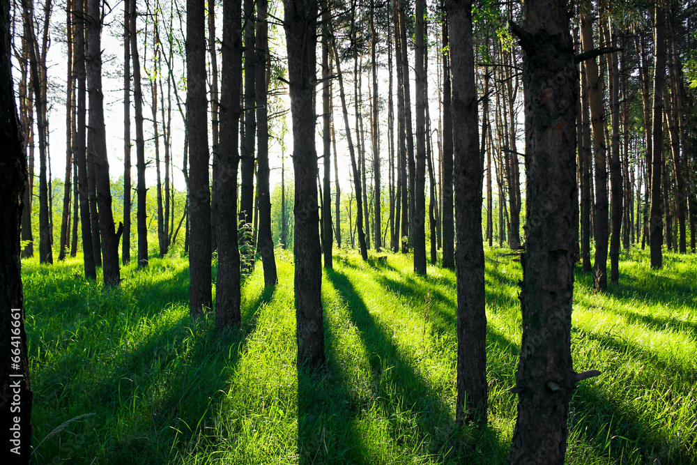 Obraz premium pine forest in sun beams