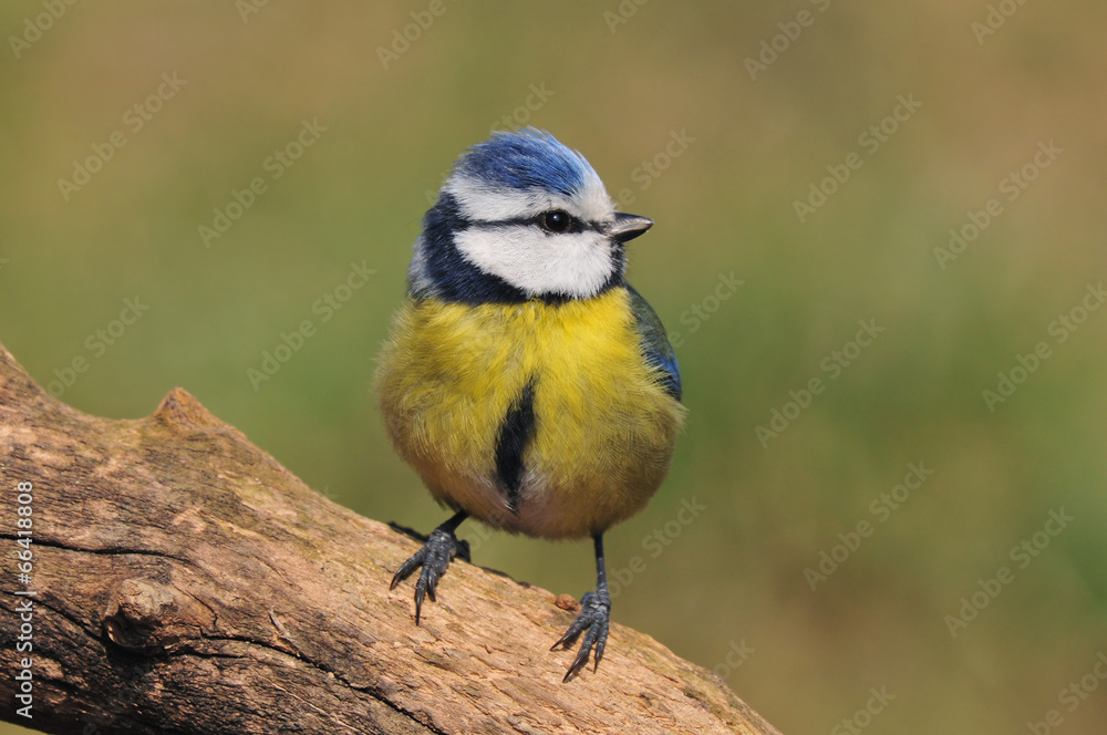 Obraz premium Blue tit