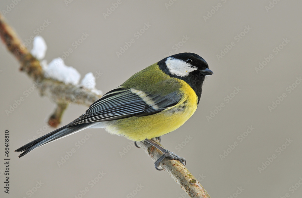 Fototapeta premium Great tit