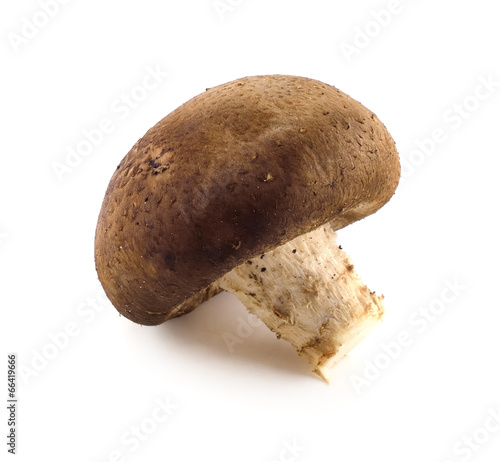Shiitake mushrooms (Lentinula edodes).