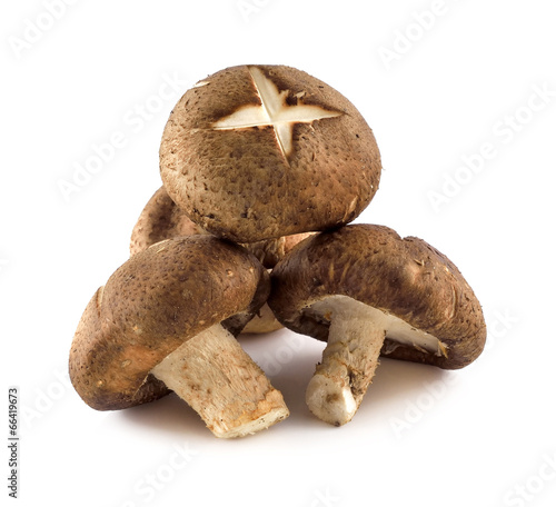 Shiitake mushrooms (Lentinula edodes). photo