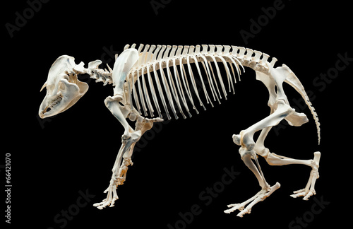 Skeleton of tapir over black © JackF