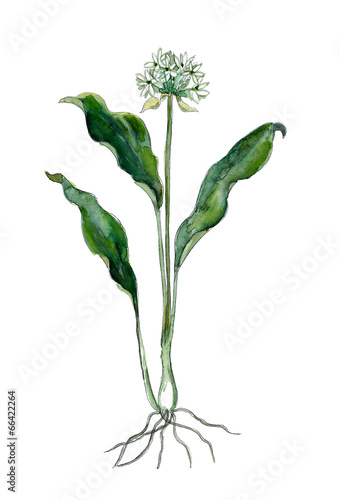 Slika na platnu Wild garlic