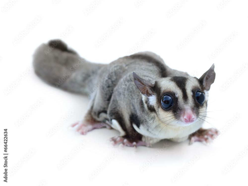 Obraz premium Sugar glider on white background