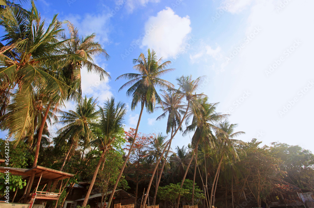 Tropical Background on Koh Phangan