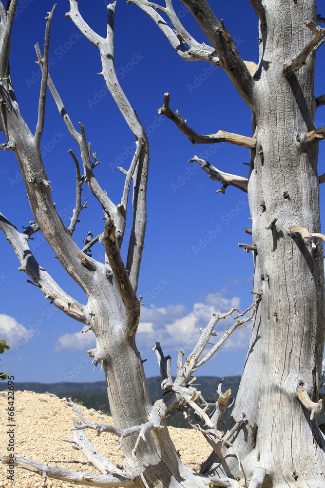 arbre sec de yowimpa Point, Bryce Canyon