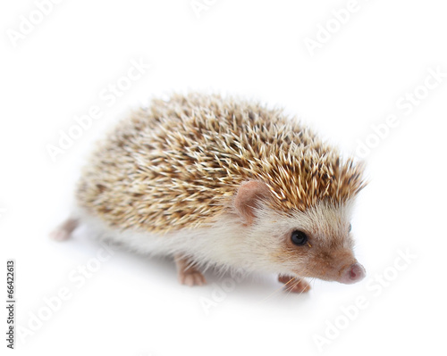 Fototapeta Naklejka Na Ścianę i Meble -  Hedgehog isolate on white background