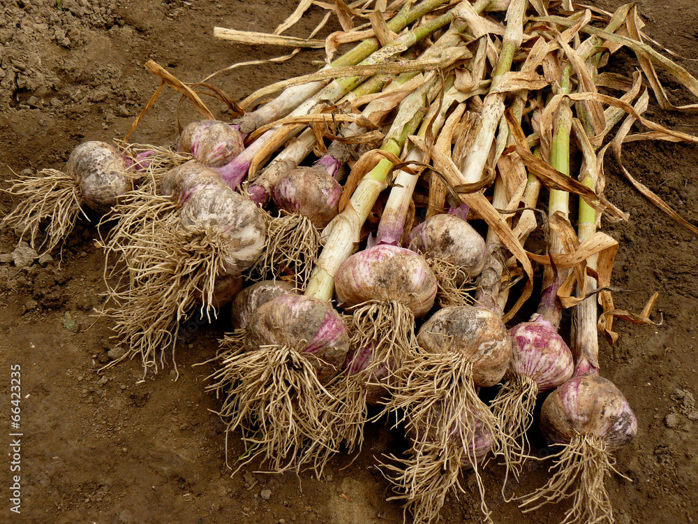 fresh harvested garlic heap on the ground