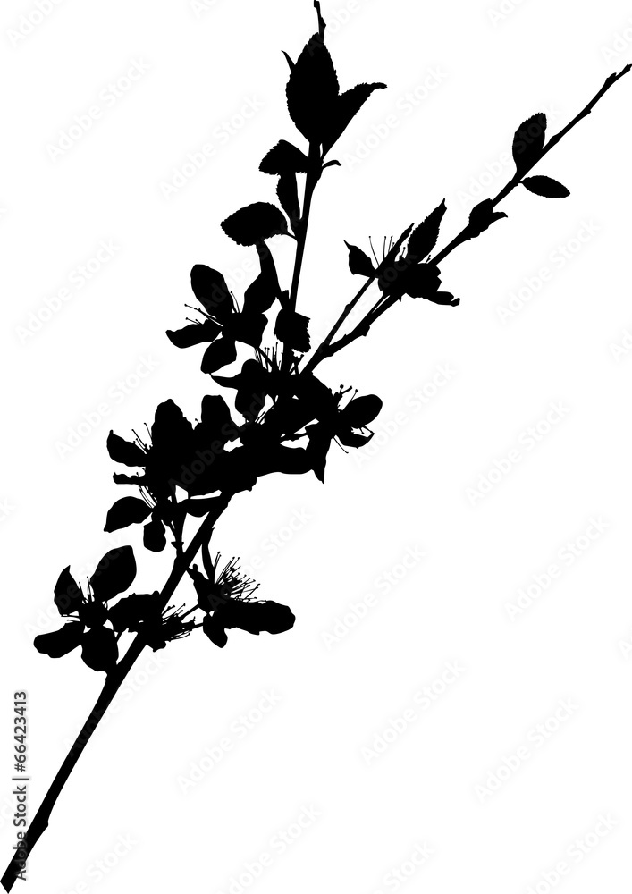 Obraz premium sakura branch black silhouette