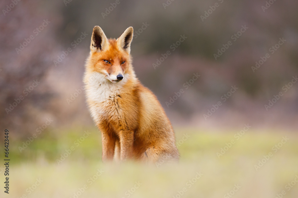 beautiful red fox beautiful red fox