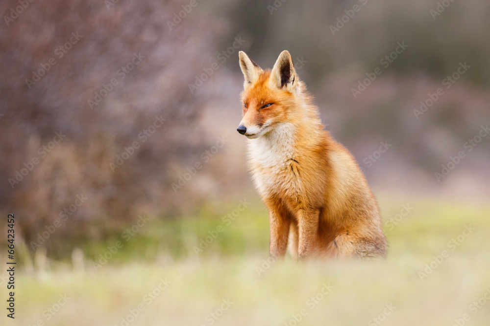 beautiful red fox