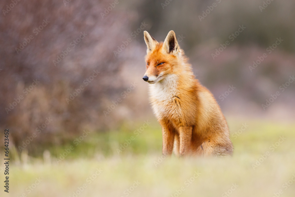 beautiful red fox beautiful red fox