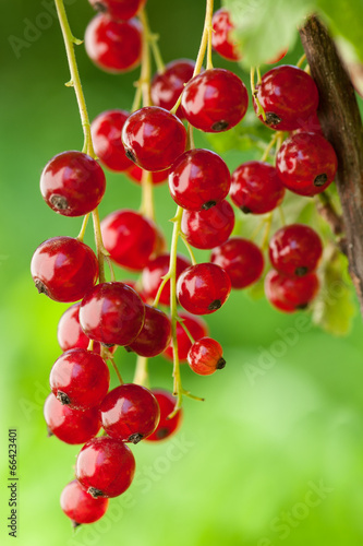 Red currants outsoors