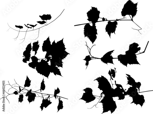 six black vine silhouettes on white