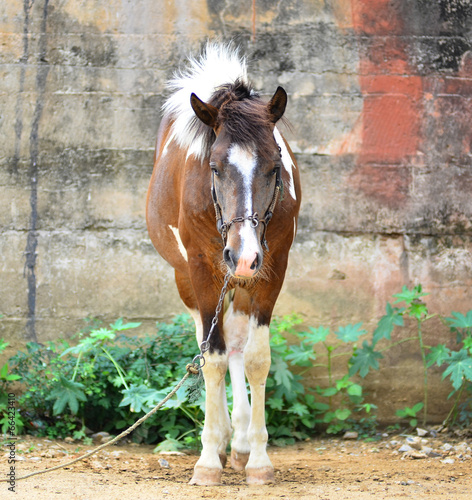 Horse on a summer pasture photo