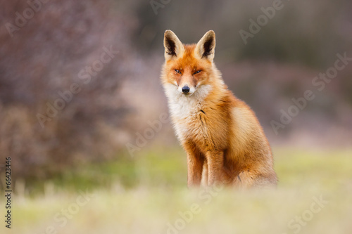 beautiful red fox #66423446