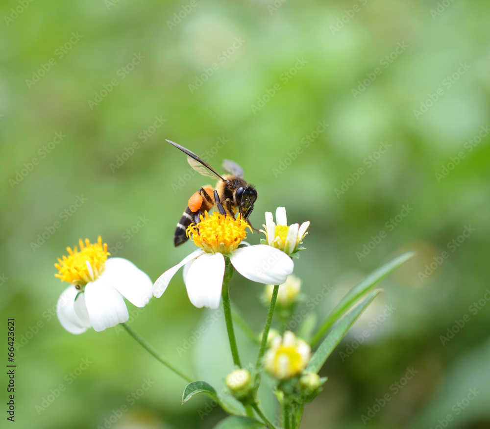 Bees to a flower Bees to a flower