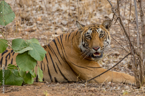 Tiger photo