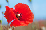 Poppy flower close up against the sky