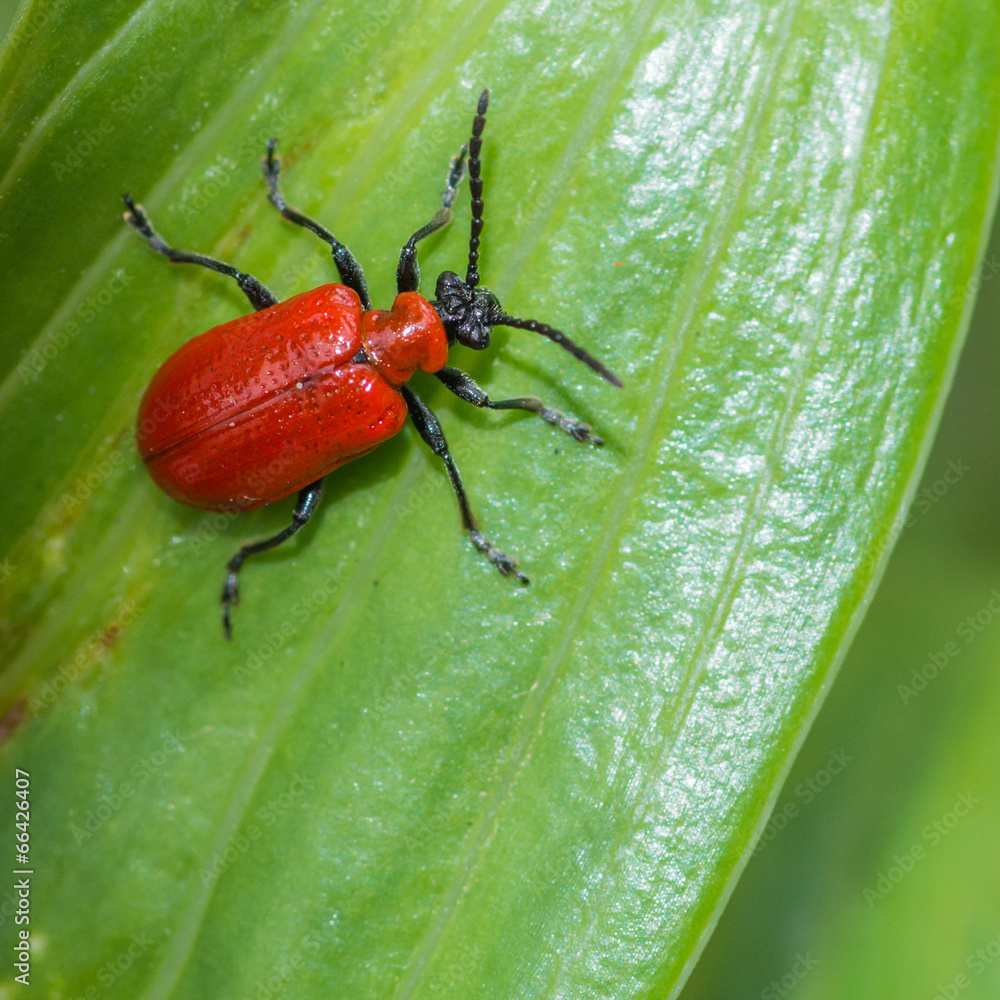 Naklejka premium Above Scarlet