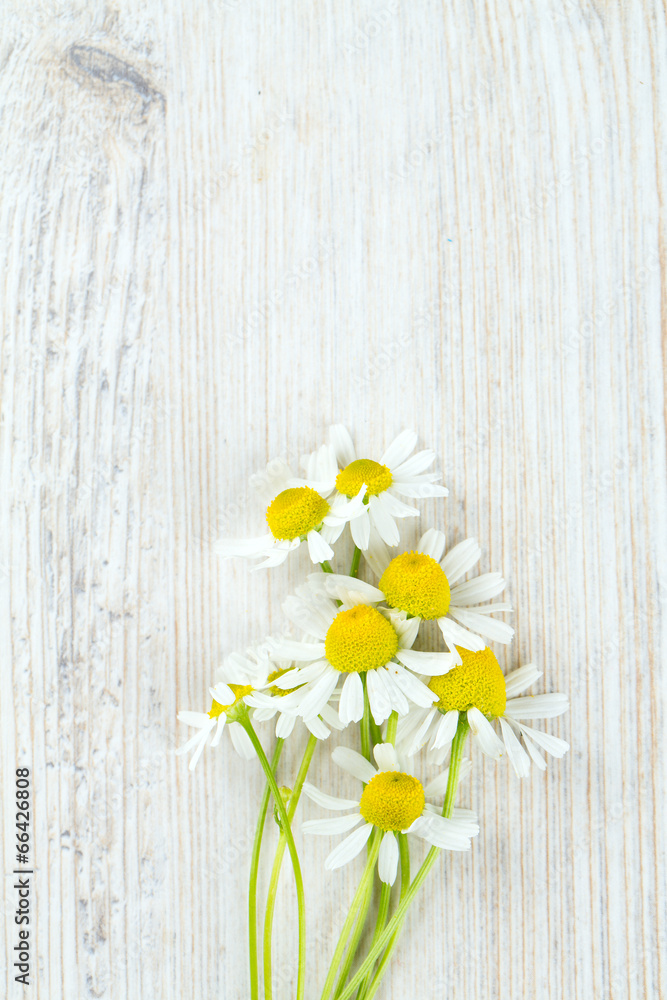 Fototapeta premium camomile flowers on wooden surface