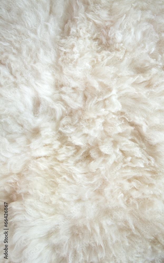 sheep wool background sheep wool background